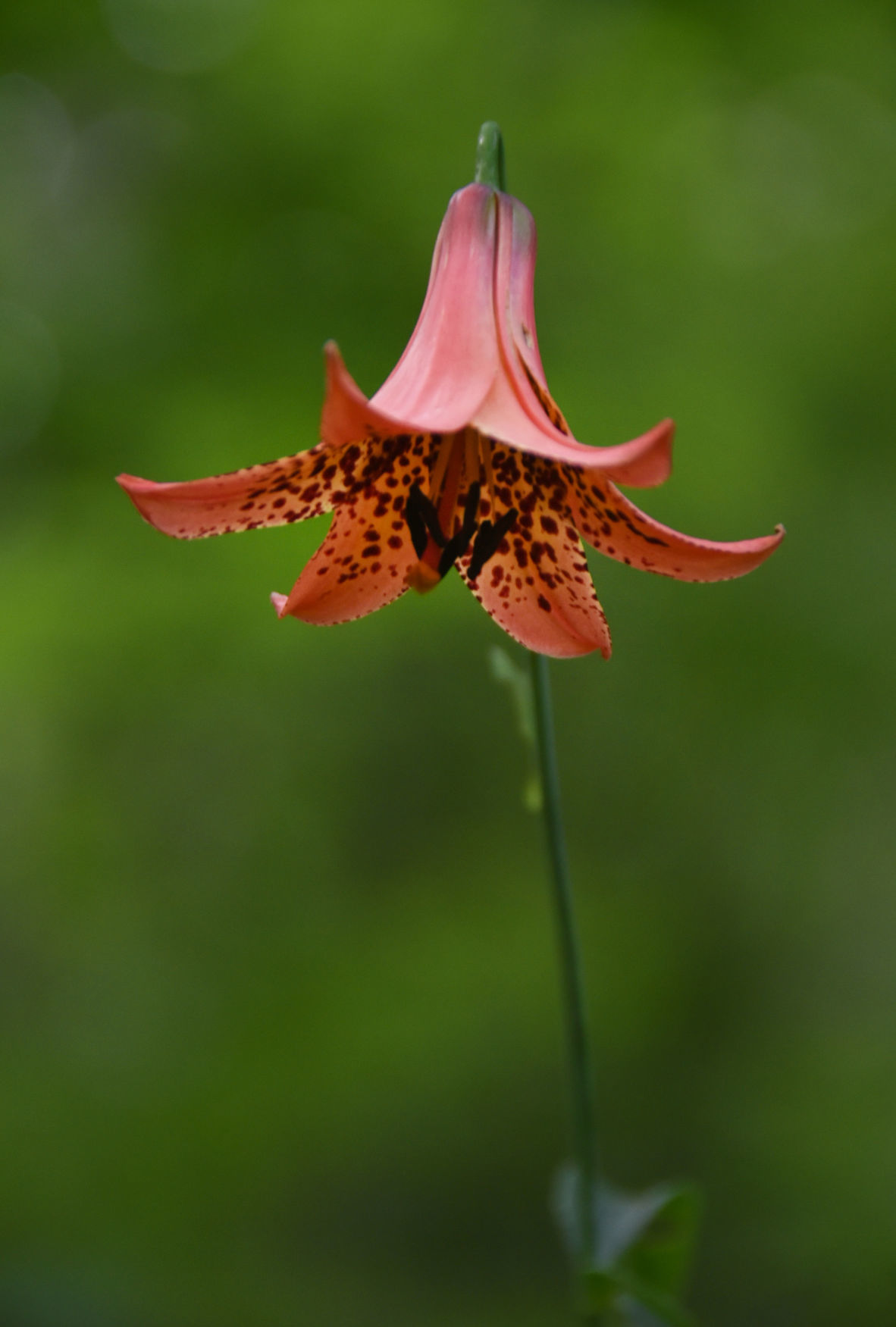 Buffalo Mountain Natural Area Preserve